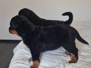 Se vând pui de rottweiler foto 2