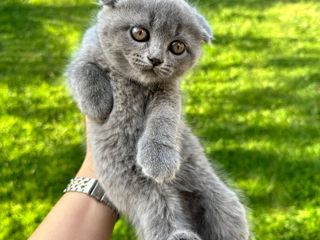 De vânzare: Pisicuțe Scottish Fold și Straight foto 1