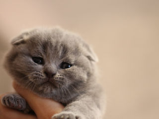 Scottish fold foto 6