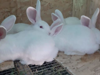 Cumpar iepuri pentru un mini zoo. Iepuri de diferite rase. Inclusiv si rase decorative, pitici. foto 3