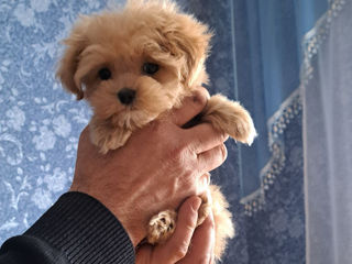 Mini maltipoo foto 3