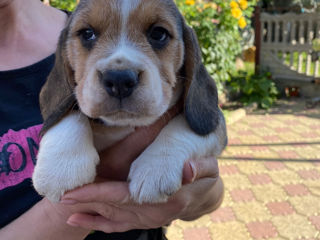 Beagle foto 6