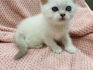 Scottish fold and streight foto 6