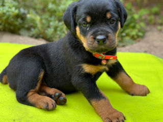 Catei Rottweiler