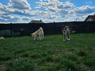 Akita inu femele FCI foto 8