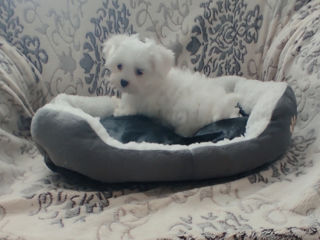 Щенок (bichon maltese)мини девочка foto 3