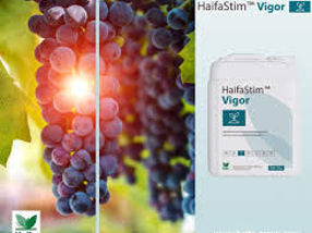 HaifaStim Vigor / Haifa Chemical Ltd. foto 2