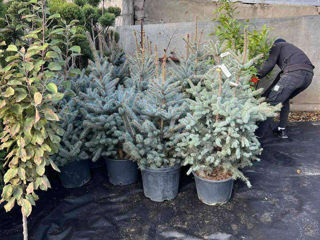 Plante Decorative  La Pret Angro Lichidare Stoc  !!! foto 3