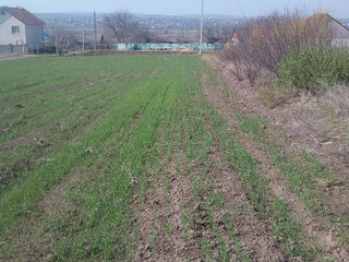 20 km. Chisinau, Anenii Noi Chirca 3mii.eu foto 2