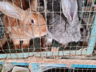 Кролики живой вес, мясо кролика foto 5