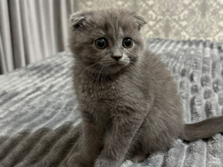 Scottish fold foto 2