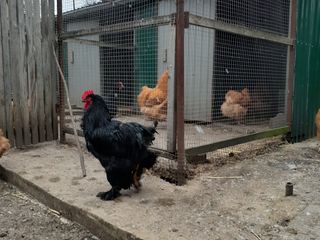 Курицы и петухи кохинхин черный foto 1