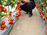 Seminte de legume profesionale din olanda si germania foto 2