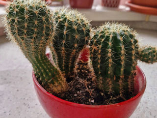 Cactus foto 2