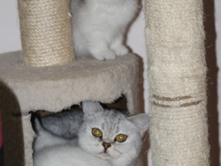 British shorthair chinchilla pisica pisoi foto 9