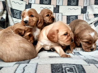 Gratis !!Impierechiere !Вязка  Coker Spaniel! foto 2