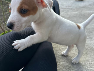 Jack Russell Terrier  foto 7