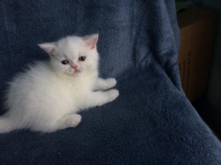 Împerechere cu motan de elită! Scottish fold white, W61. Blană lungă albă și mătăsoasă. foto 6