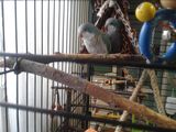 попугаи foto 2