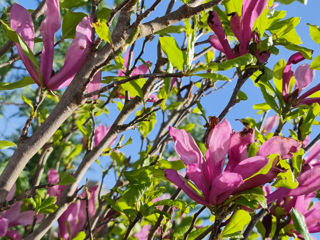 Magnolie !!! foto 5