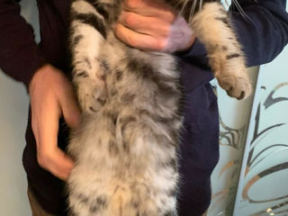 Видео в обьявлении .Шотландские котята фолд , окрас- "Черный мрамор на серебре" foto 8