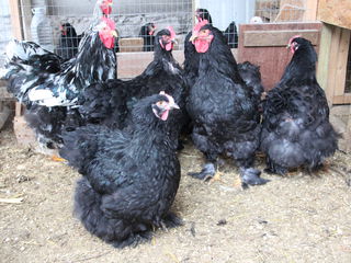 брама,кокинхкин,орпинктон. ,куры,цыплята,яйца. foto 8