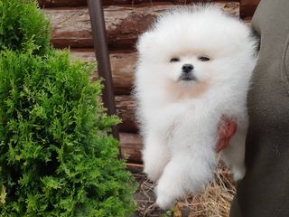 Померанский шпиц(spitz pomeranian) foto 2