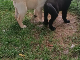 Catelusi Labrador, 3baietei. foto 5