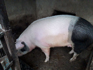 Porci Bio foto 6