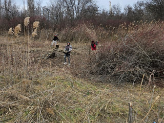 Curatirea terenului si evacuarea gunoiului. Servicii Bobcat. foto 11