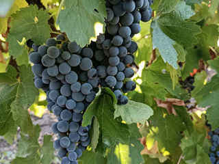 Poamă cabernet foto 2