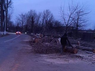 Taierea si curatarea copacilor , ieftin si calitativ ! foto 6