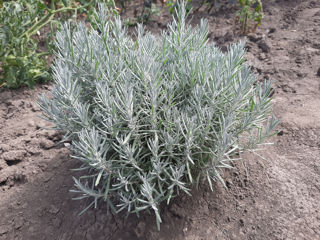 Lavandula latifolia foto 4