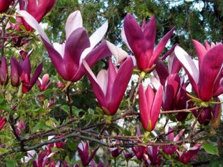 Magnolie. foto 8