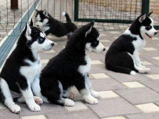 Se vande husky 2 luni