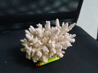 натуральные кораллы foto 4
