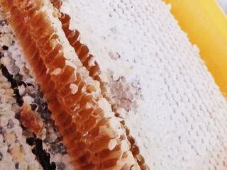 Мед в сотах. Воск. Другие продукты пчеловодства. foto 4