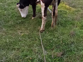 Vitica de a fata la Sfirsitul lunii Noiembrie- foarte buna de lapte  si frupt. Vitica olandeza. foto 4