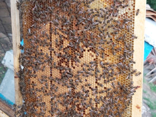 Vînd familii de albine și miere!!!
