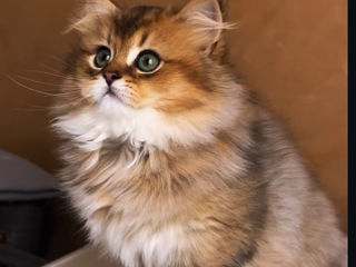 British Golden   foto 3