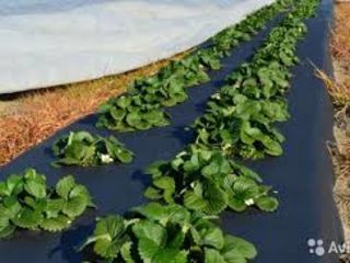 Pelicola  mulci de diferite dimensiuni si grosimi foto 4