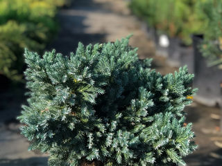 Ienuperi târâtori (juniperus horizontalis) foto 6