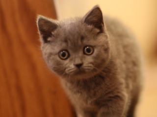 Вязка с клубным котом "scottish fold"(с родословной) foto 8