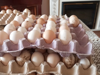 Oua pentru incubatie foto 2