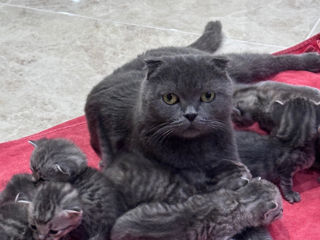 Pisoi de rasă – Scottish Fold & Scottish Straight – de vânzare Urgent ! foto 3
