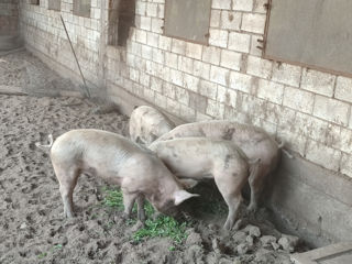 Vindem porci crescuți cu mâncare naturală!!! foto 3