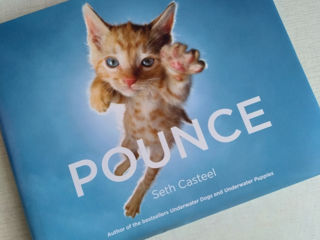 Книга с фотографиями котят.