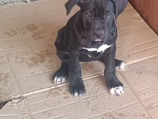 Cane corso foto 6