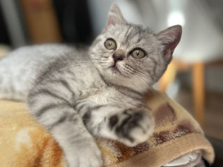 Chinchila British shorthair foto 3