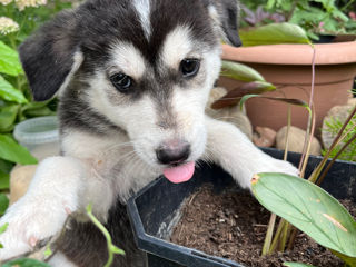 Preț simbolic ! Mama Akita inu . foto 4